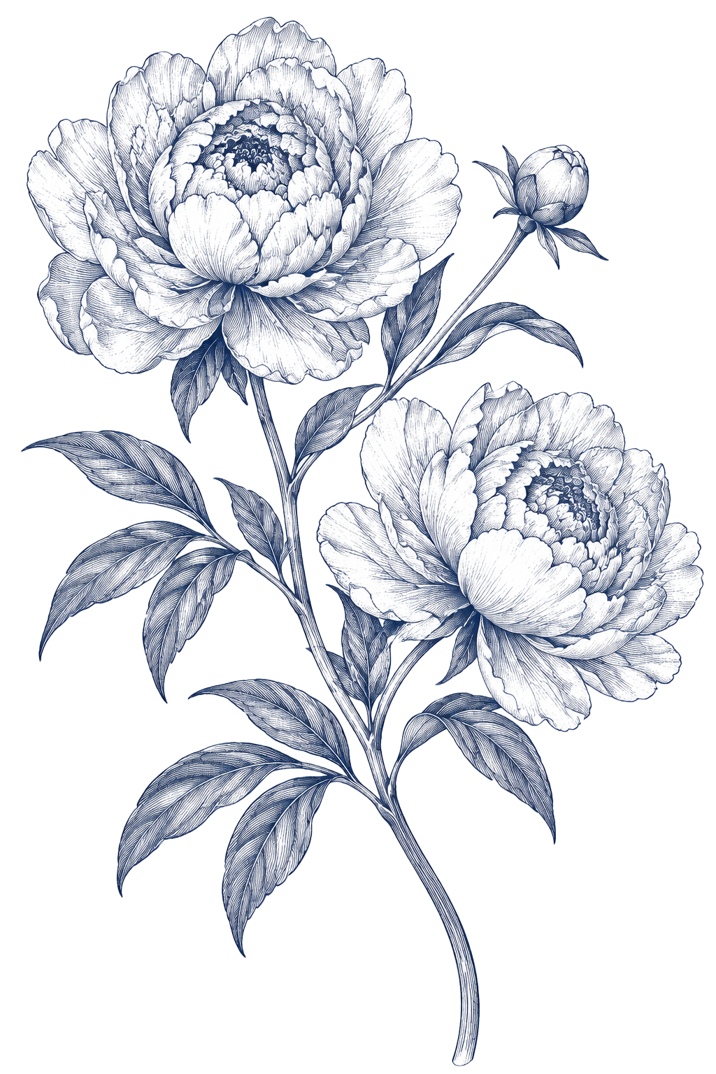 A fine navy botanical engraving of peonies